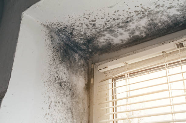 Affordable Mold Removal solutions in Long Branch, VA
